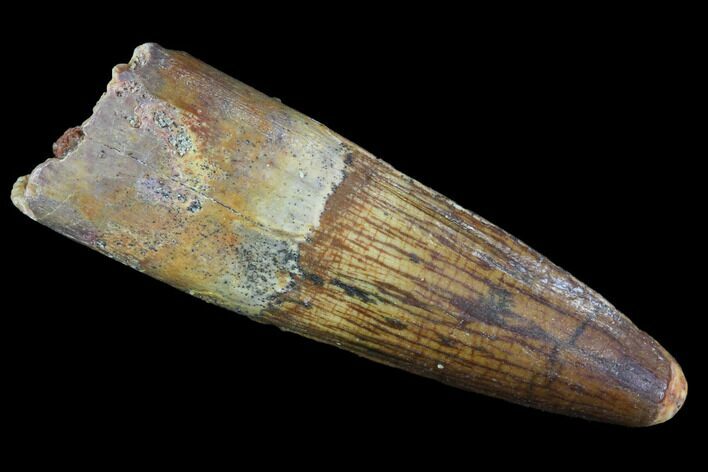 Real Spinosaurus Tooth - Nice Preservation #96488